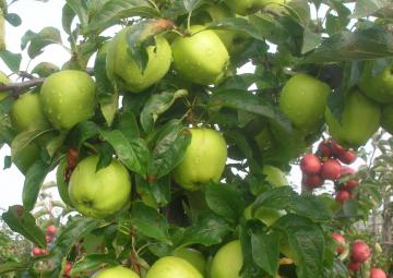 appels-in-boomgaard-