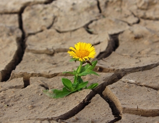 bloem woenstijn