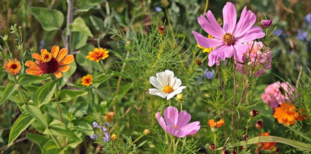 wild flowers