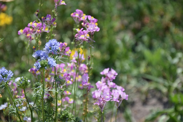 veldbloemen pixabay arjanneholsappel wild flower 5353420 640
