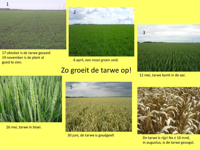 tarwe groeit op