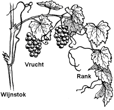 wijnstok ranken